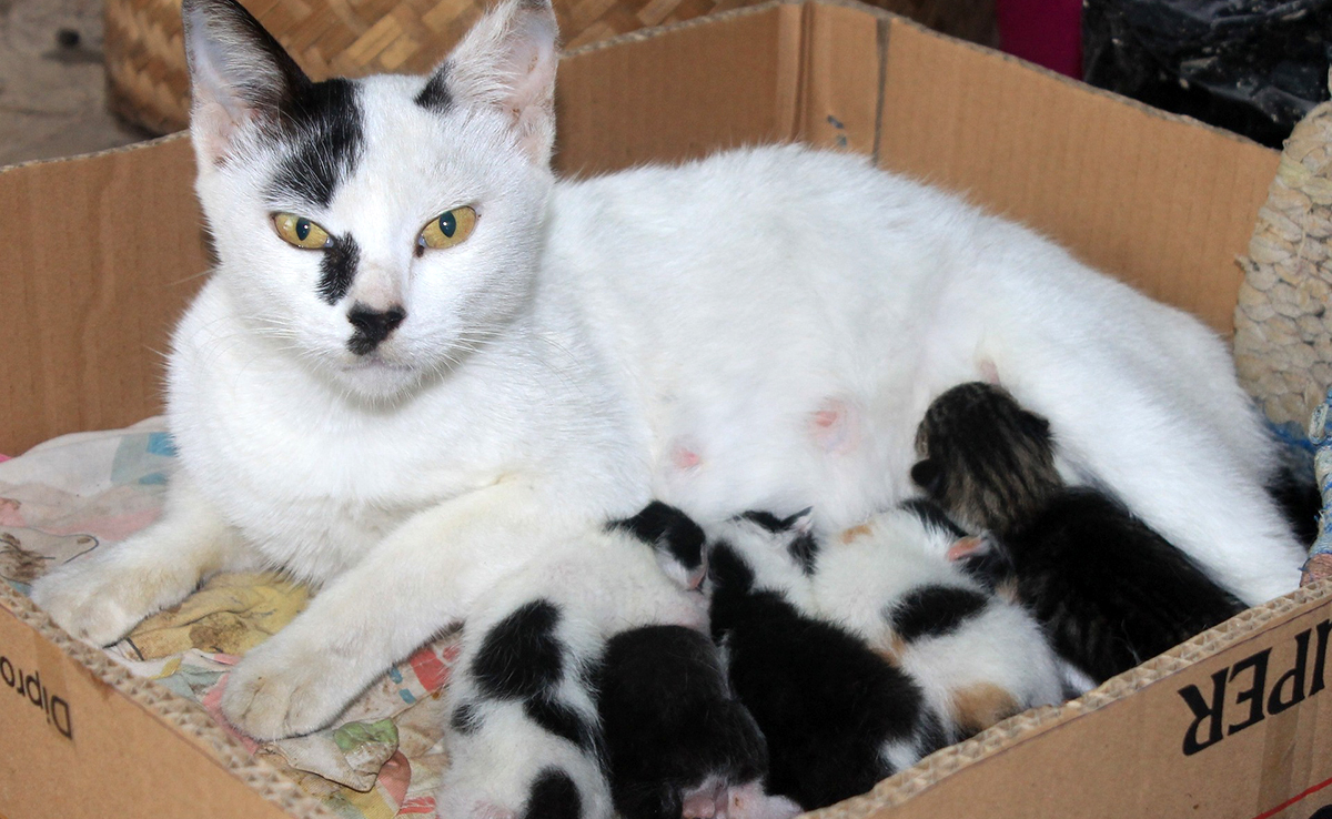 Pourquoi les chattes mangent-elles parfois leurs chatons ?