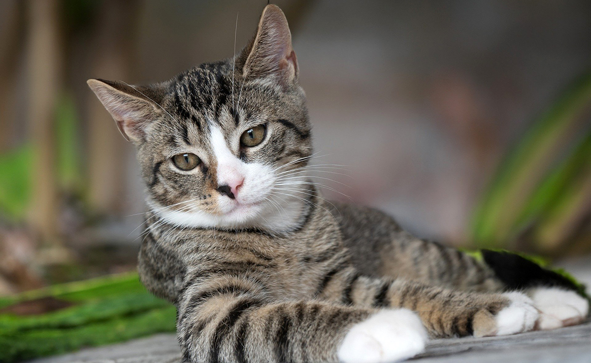 Le chat est impulsif et dominateur : vrai ou faux ?